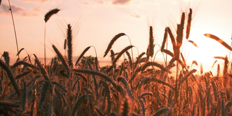 Rooted in Rural Communities