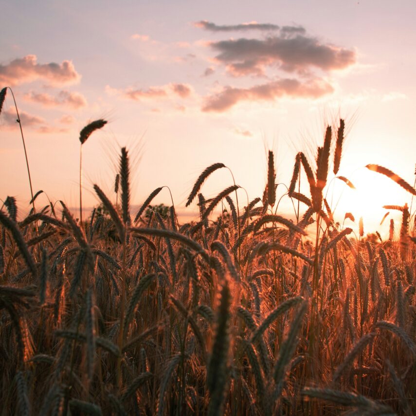 Rooted in Rural Communities