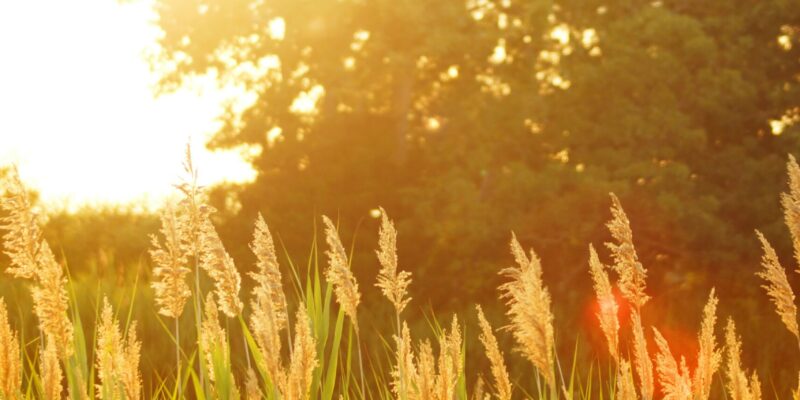 Summertime