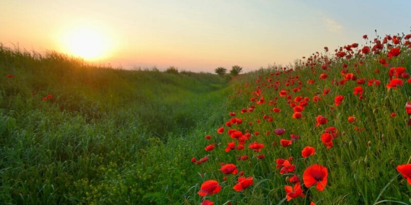 Remembrance