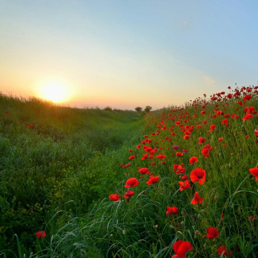 Remembrance