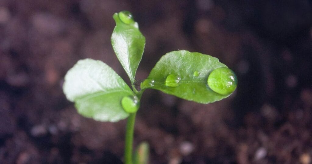 Prayer Focus: Earth Day