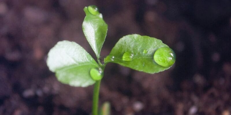 Prayer Focus: Earth Day
