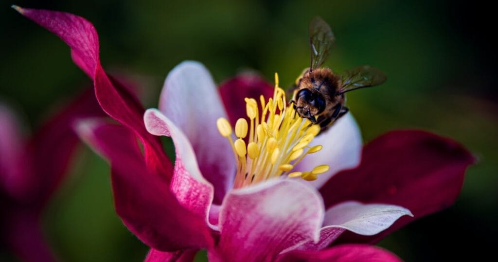 A close-up of a honeybee pollinating a vibrant pink and white columbine flower with prominent yellow stamens against a dark, blurred green background