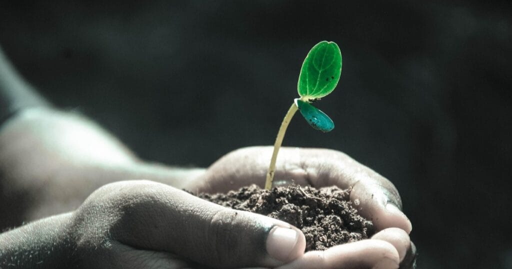 Hands holding a small seedling growing from soil with a green leaf