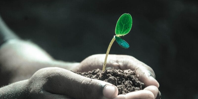 Hands holding a small seedling growing from soil with a green leaf