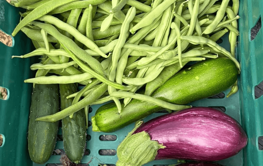 Green beans, cucumbers, zucchini and a purple eggplant in a crate