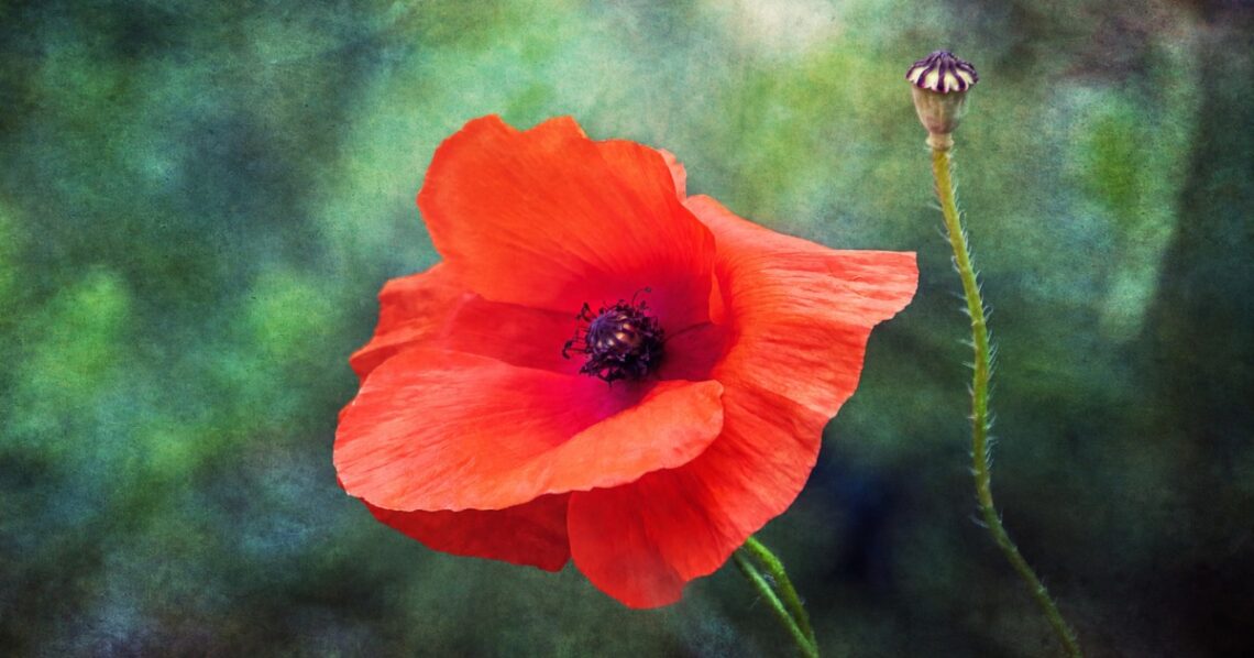 Red poppy flower with a dark center and unopened seed pod against a green background