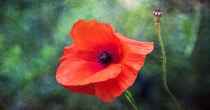 Red poppy flower with a dark center and unopened seed pod against a green background